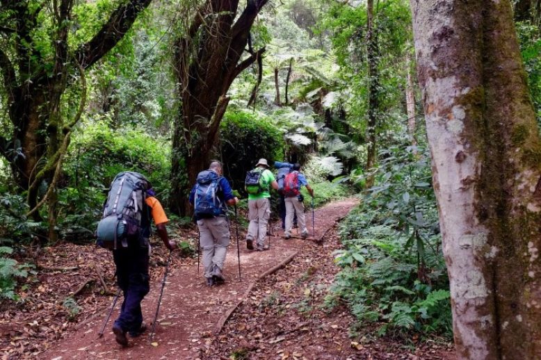 Forest walk, on mount Kilimanjaro