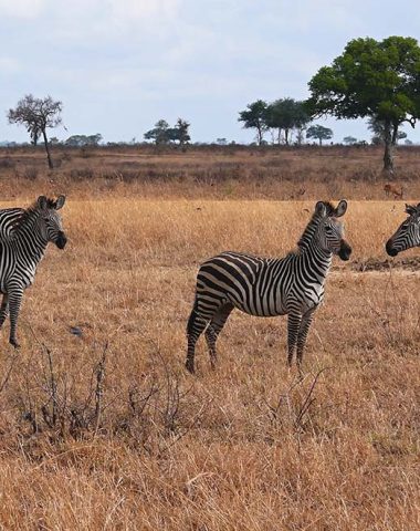 10509498 - zebras in mikumi national park in tanzania