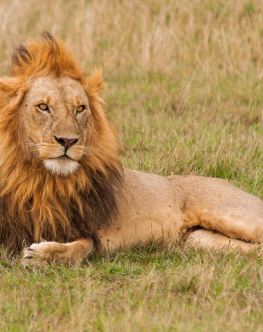 male-lion-resting-grass-field